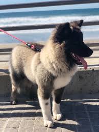 Whats The Ideal Weight For A 5 Months Female American Akita