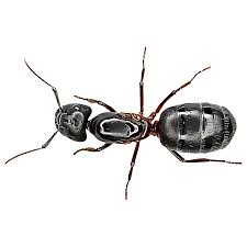 identify and control carpenter ants