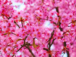 Download cherry blossom, pink flowers ...