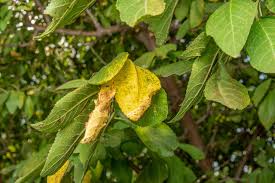 clues from bradford pear tree leaves