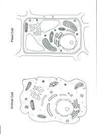 plant and cell color worksheet