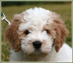 goldendoodle puppy buddy