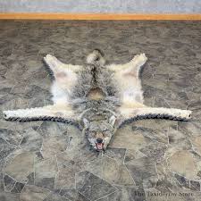 coyote full rug taxidermy mount 23687