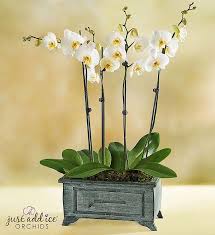 Asian Orchid 1800flowers Com