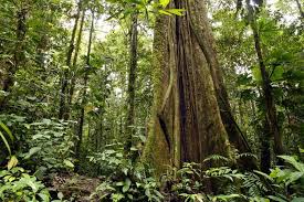 25 interesting facts about rainforests