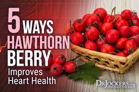 hawthorn berry improves heart health