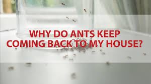 why do ants in house keep coming back