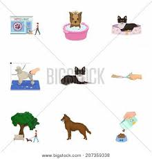 4.4 out of 5 stars with 27 reviews. Walking Dog Vet Vector Photo Free Trial Bigstock