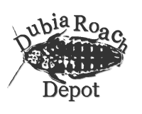 Dubia Roaches Vs Other Feeder Insects In Depth Comparisons
