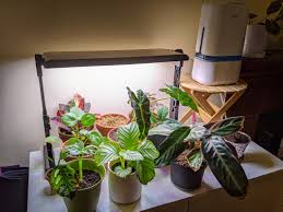 indoor plants alive in the winter