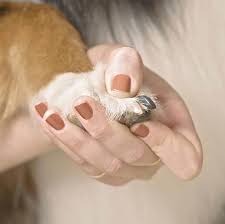 cutting your dog s nails