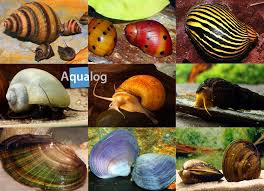 profile freshwater mussels snails