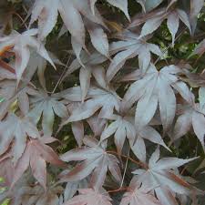 So, whatever the problem, we like to think bill can sort it out. Acer Palmatum Bloodgood Buy Bloodgood Japanese Maples Online Millais Nurseries