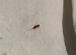 comforter is a carpet beetle larva