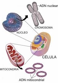 Diferencia en el análisis de restos forenses con ADN nuclear y ADN  mitocondrial – Genolife