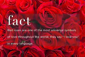 know your rose meanings give the right