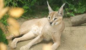 Kittens up is a home based family business that specializes on luxury, purebred cats, and kittens for sale. Caracal Big Cat Facts Information Pictures