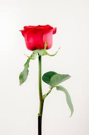 single red rose images free