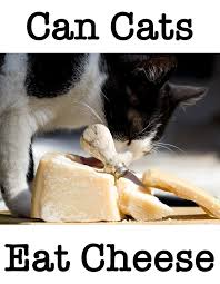 These breakfast ham and cheese crepes are delicious and packed with protein to keep you feeling satisfied. Can Cats Eat Cheese Or Is Cheese Bad For Cats