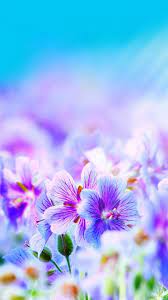 pretty flower wallpapers and