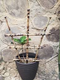 Natural Bamboo Trellis For Potted