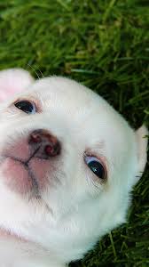 cute puppy wallpaper free