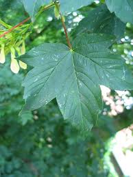 maple acer dutch treeguide at