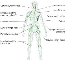 swollen lymph nodes causes symptoms