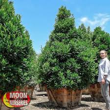 Japanese Blueberry Hedge Trees Moon