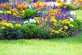 Annual Bedding Plants In Your Landscape