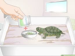 How To Feed A Baby Turtle 10 Steps With Pictures Wikihow