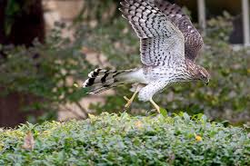 hawk running after its prey