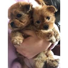 Puppies for sale in sacramento ca. 2 Female Yorkie Poo Puppies In Sacramento California Puppies For Sale Near Me