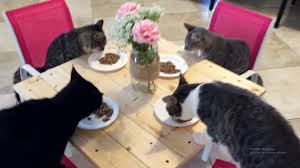 Image result for cats dinner table