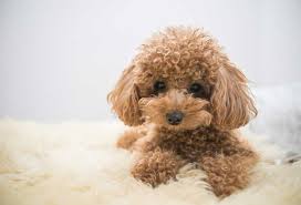 is a miniature poodle a small or um
