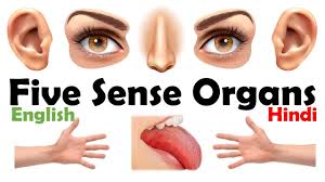 five sense organs human sense organs