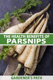 health benefits of parsnips gardener