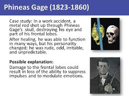 Quaker Ladies Rubble  What Might Have Been for Phineas Gage     Tells the story of Phineas Gage  a railroad construction foreman who  survived eleven years after an accident in which a thirteen pound iron rod  shot through    