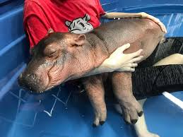Image result for fiona the hippo