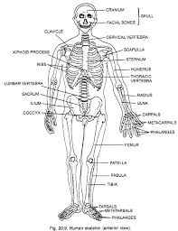 Skeletal System Of Human Beings With Diagram