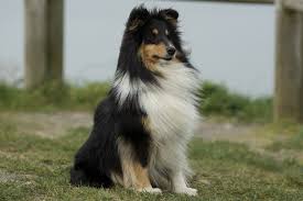 how much does a shetland sheepdog cost