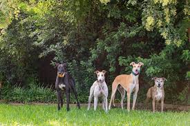 Enter the name or npo number of the organization you wish to support. The Next Time You Re At Tom Thumb Link Your Reward Card To Galt S Account Number 9805 Or Pick Up A Reward Card Application At Th Beautiful Dogs Greyhound Galt