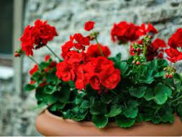 Designing With Red Flowering Plants