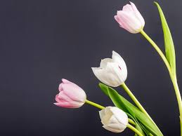 tulip flower images free on