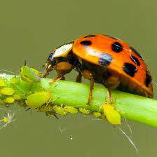 ladybugs free 2 day