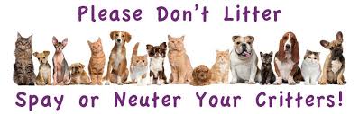 How long does it usually take to recover and what's it like? Spay And Neuter Davidson County Nc
