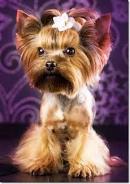 100 Yorkie Haircuts For Males Females Yorkshire Terrier