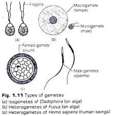 Event In Sexual Reproduction 3 Events Biology