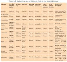Animal Phylum Chart Related Keywords Suggestions Animal