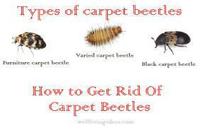 how to get rid of carpet beetles in car